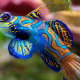 The cute and colorful goby is a very popular aquarium fish.