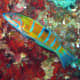 There are 600+ varieties of wrasse in amazing colors.
