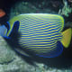 A striped angelfish in blue and yellow.