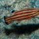 A striped rainbow basslet.