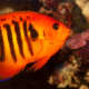 The varieties of angelfish come in an array of colors and patterns, like this orange one.