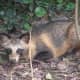 11-dogs-similar-to-wolf