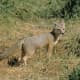 11-dogs-similar-to-wolf