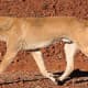 11-dogs-similar-to-wolf