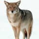 11-dogs-similar-to-wolf