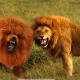 Tibetan mastiff compared to a lion.