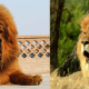 Tibetan mastiff compared to a lion.