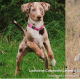 Dogs like Leopard