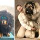 Tibetan Mastiff vs. Caucasian Mountain Dog