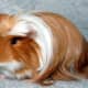 A Peruvian guinea pig with a natural coronet.