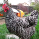 A Barred Rock hen as part of a backyard flock