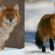 A Dhole on the left and a fox on the right.