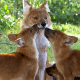 A Dhole, or Indian wild dog or Asiatic Wild Dog, at the San Diego Zoo.