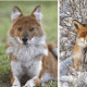 Dhole vs. fox.