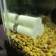 A safe hideout for baby shrimp or baby dwarf crayfish.