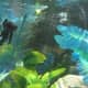 This is the black betta fish's view of its divided tank.