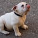 Bulldog puppy