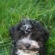 Havanese puppy