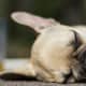 French Bulldog puppy