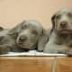 Weimaraner puppy