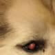 Sam's right eye and has the corneal defect under the lacrimal gland (cherry eye)