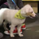 This little puppy is blind and deaf. The two main reasons he's wearing a leash. (Note, this pup has been adopted.)