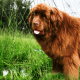 Brown Newfoundland.