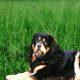 Bangar mastiff.