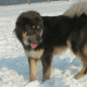 Bangar mastiff.
