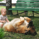 Leonberger dog.