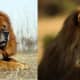 Tibetan mastiff compared to a lion.