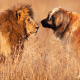 Leonberger vs. lion.
