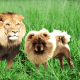 Chow chow and a lion.