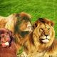 Tan Newfoundland dog and lion.