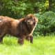 Brown Newfie.