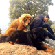 Himalayan guard dogs.