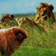 Newfie and lions.