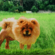 Chow chow and a lion.