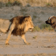 Leonberger vs. lion.