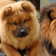 Chow Chow Dog and Lion