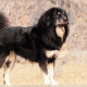 Indigenous mastiff.
