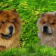 Chinese Chow Chow dogs.