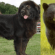 Gaddi Dog vs Bear