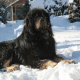 Gaddi Dog vs Bear
