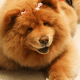 seven-dogs-that-look-like-bear