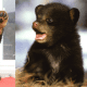 seven-dogs-that-look-like-bear