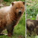 seven-dogs-that-look-like-bear