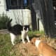 Ziggy the cat and Bully the puppy