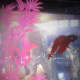 Red Fishy enjoying his environment.