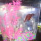 Red Fishy in a clean tank.